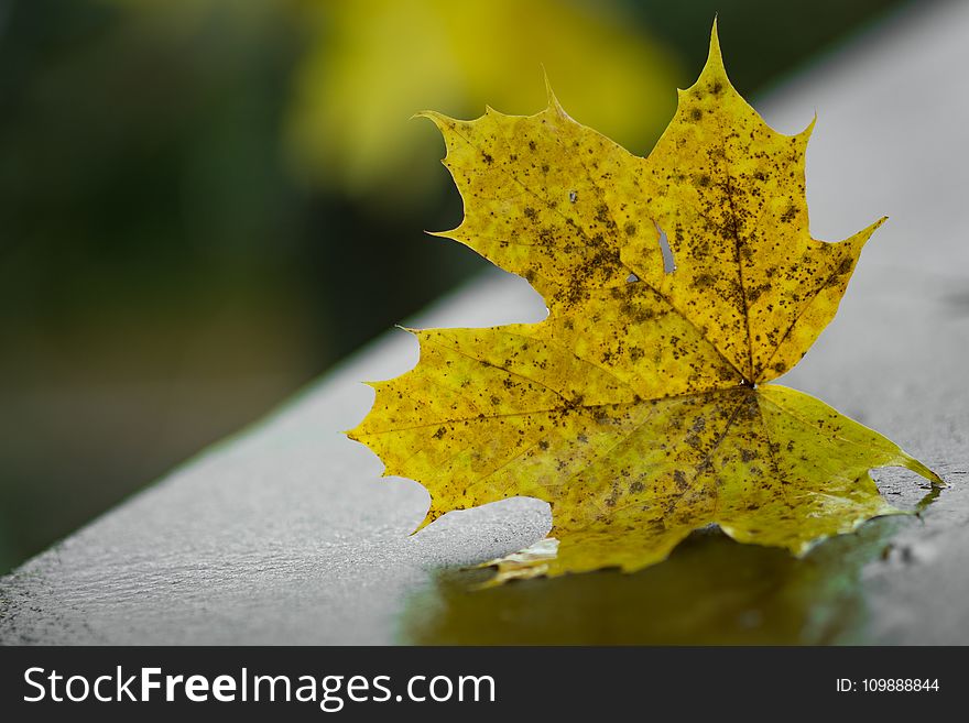 Autumn, Leaf, Blur