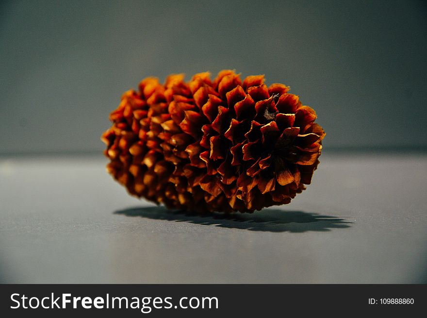 Pine Cone