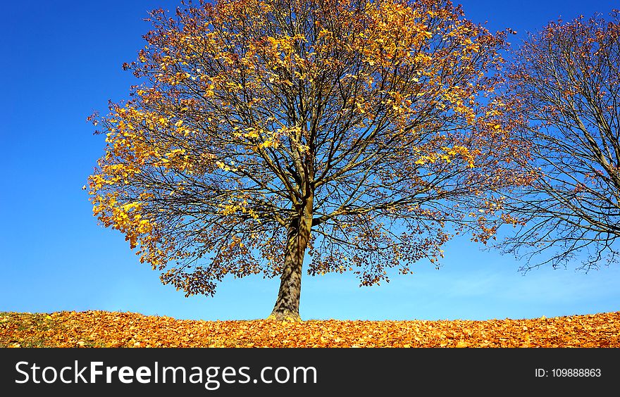 Branches, Clouds, Color