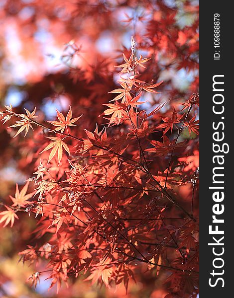 Red Leaved Tree