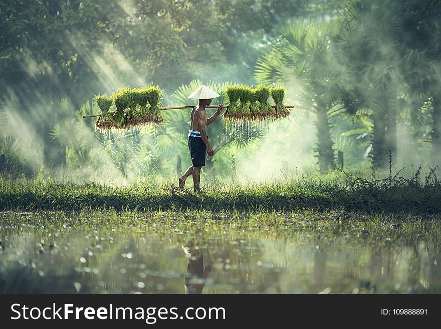 Agriculture, Asia, Countryside