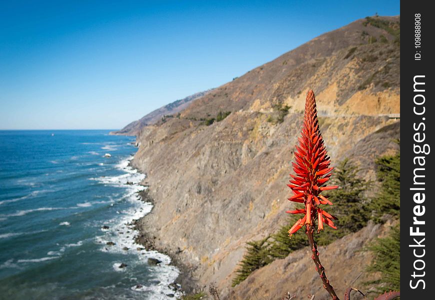 Cliff, Conifers, Fir