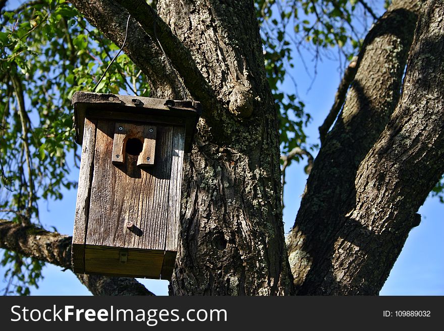 Birdhouse, Branch, Log