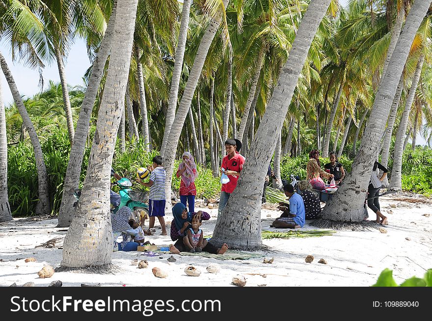 Beach, Children, Coconuts