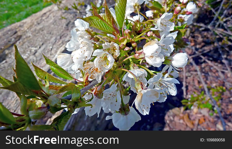 Bloom, Blooming, Blossom