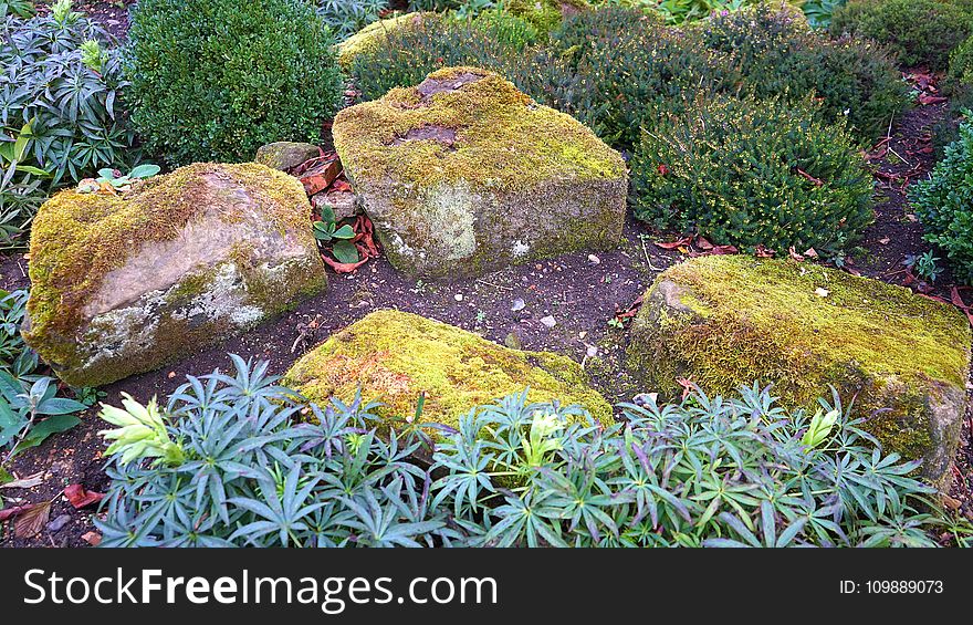 Colorful, Daylight, Garden