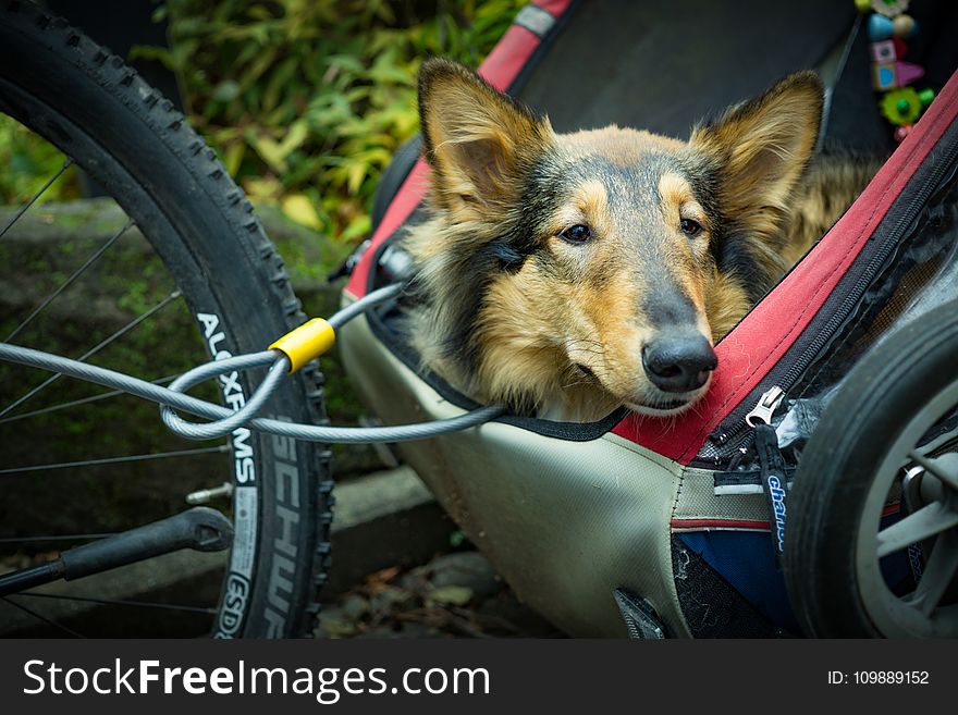 Animal, Bike, Blur