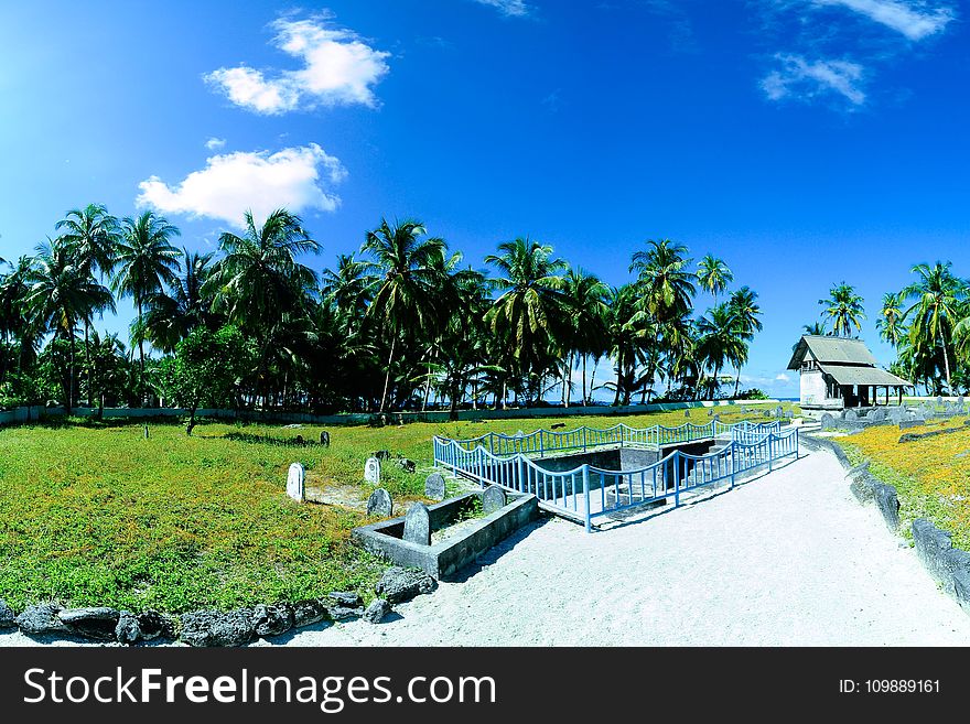 Clouds, Coconut, Trees