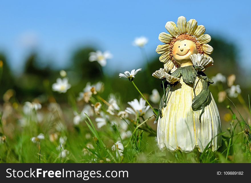 White Daisy Flower Field With Plush Toy During Daytime