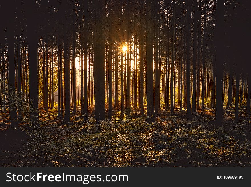 View of Black Trees and Sun