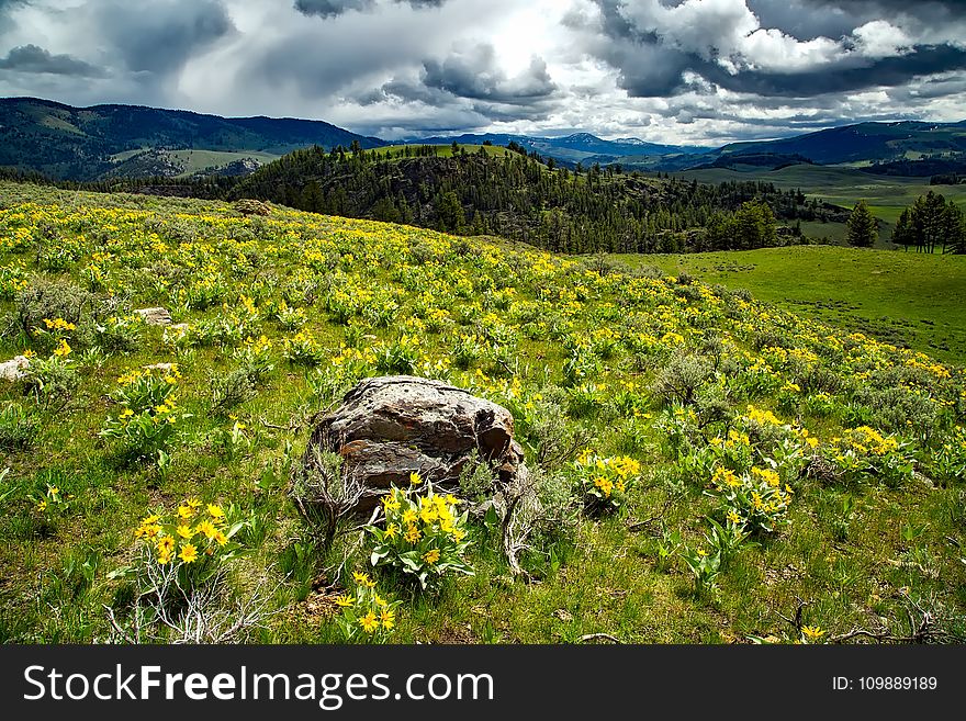 Clouds, Field, Flora