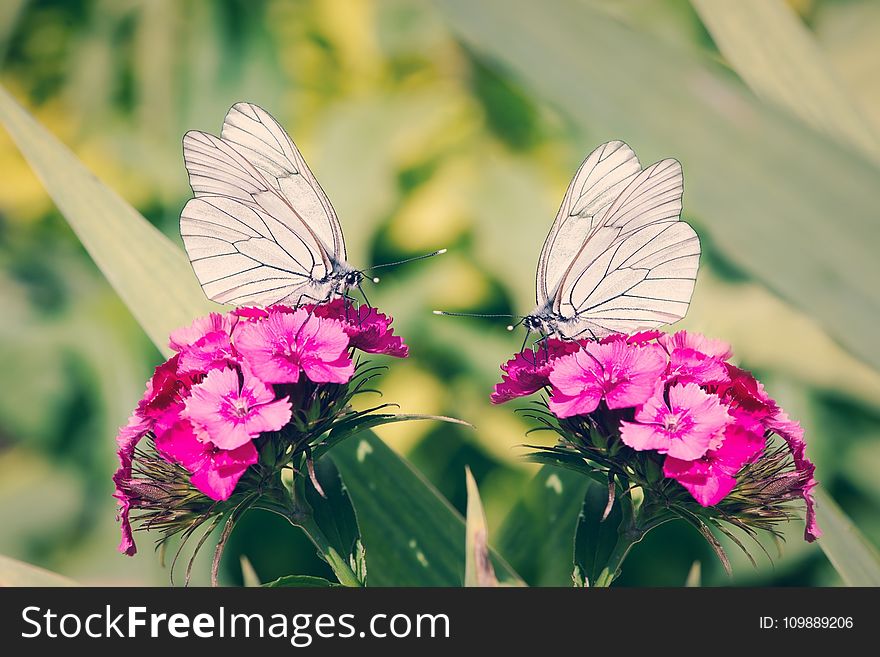 2 White Butterflies on Pink Flowers