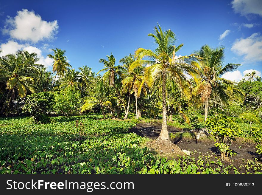 Clouds, Coconuts, Nature