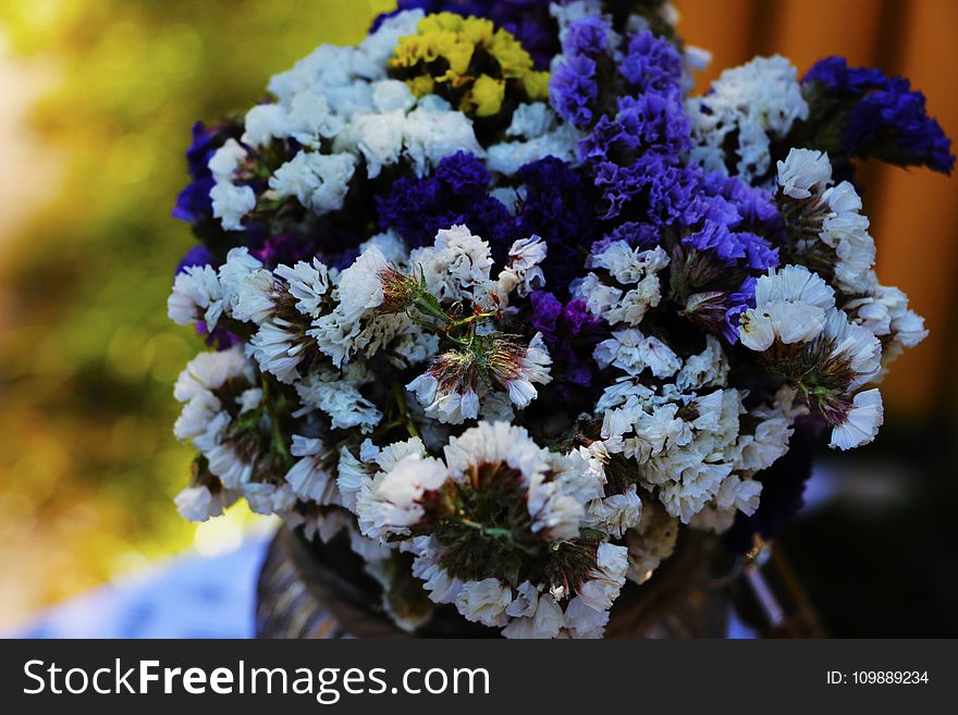 Close-up of Purple Flowers