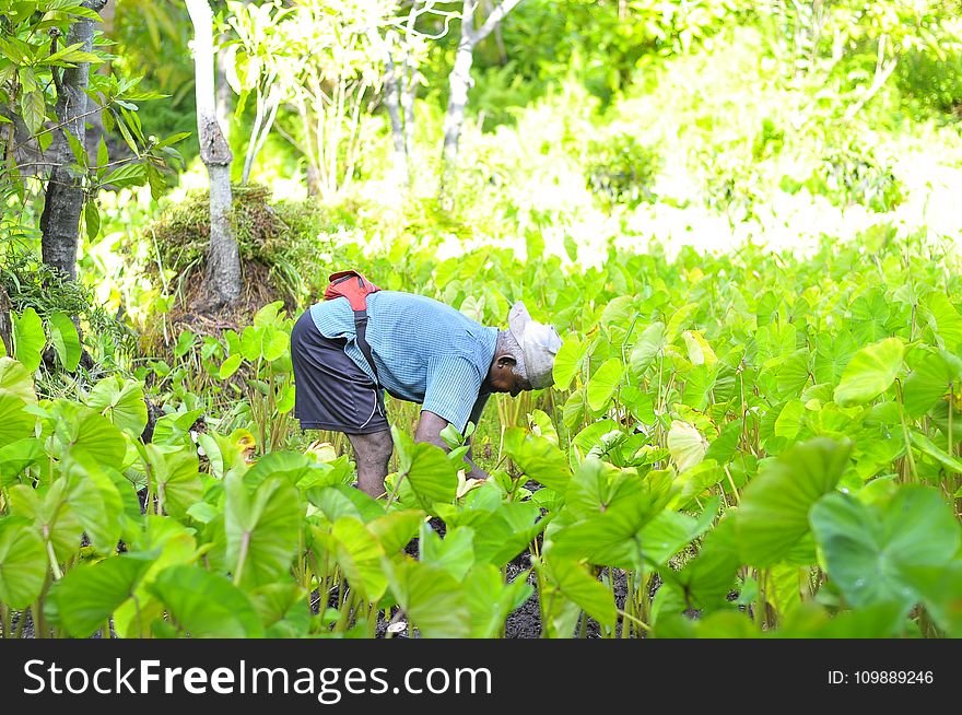 Agriculture, Close-up, Environment