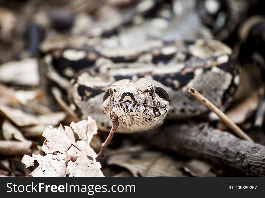 Photography of Gray and Brown Snake
