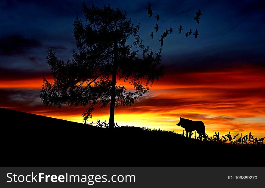 Silhouette Dog on Landscape Against Romantic Sky at Sunset