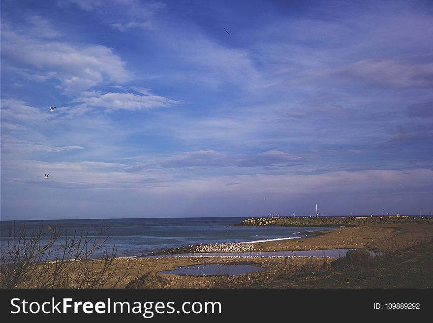 Beach, Birds, Blue