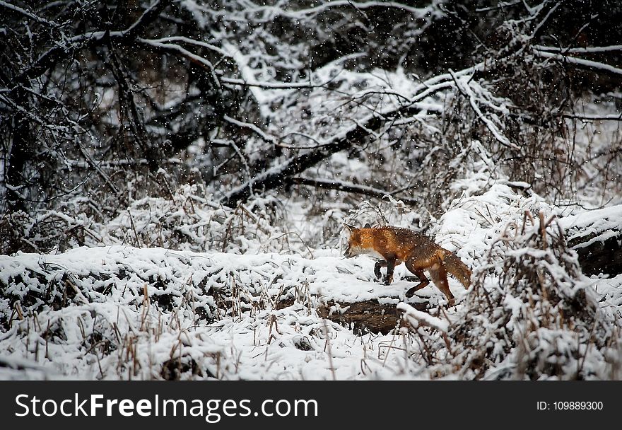 Fox on Snow Covered Field in Forest