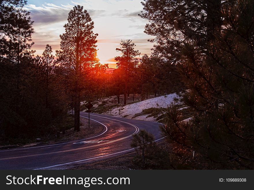 Road Amidst Trees Against Sky during Sunset