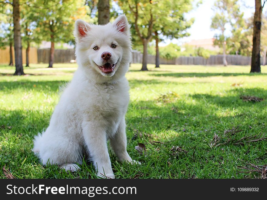 Close-up Of Dog On Grass