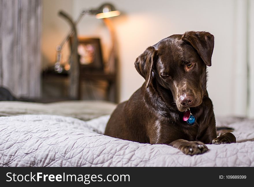 Close-up Of Dog Relaxing On Bed