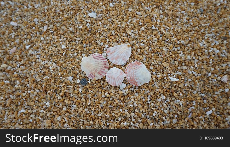 Shells On Shore