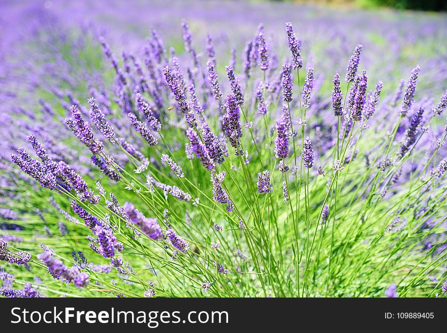 Close-up Photo of Lavender Growing on Field