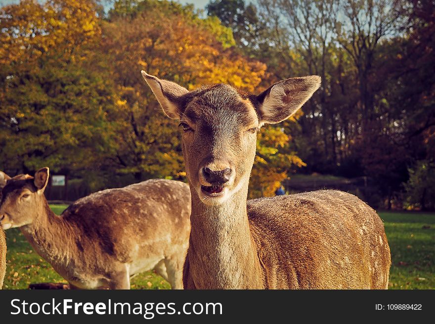 Portrait of Deer on Field