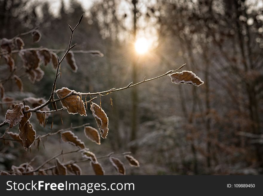 Branches, Cold, Dawn