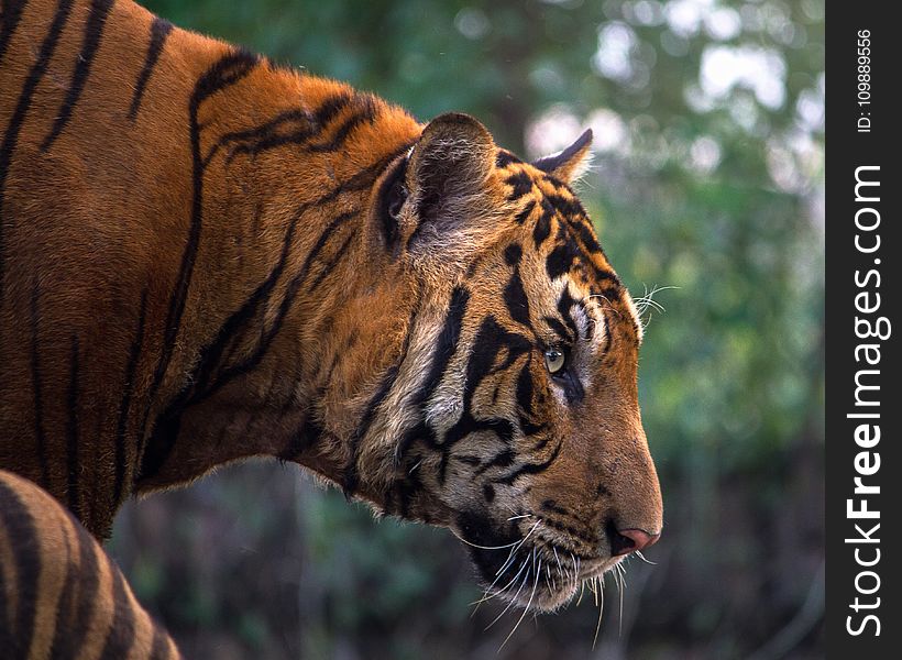 Close-up of Tiger