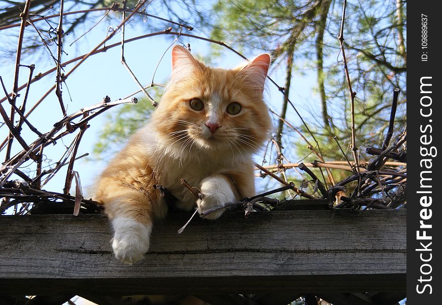 Low Angle Portrait Of Cat On Tree Against Sky