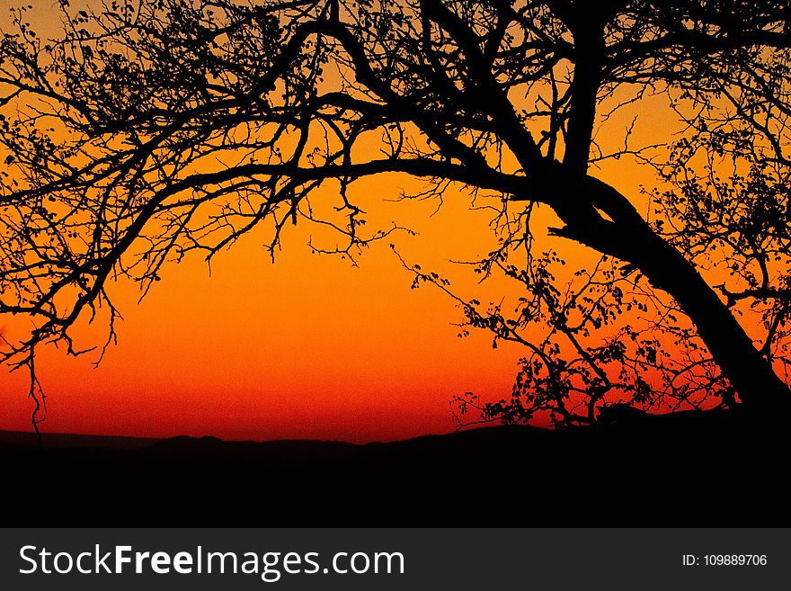 Backlit, Branches, Dawn