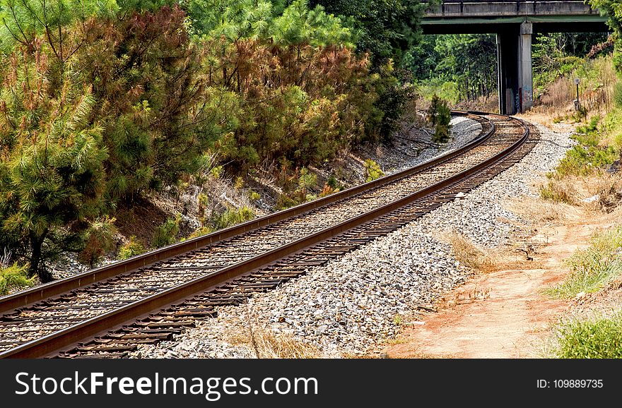 Railroad Tracks Amidst Trees