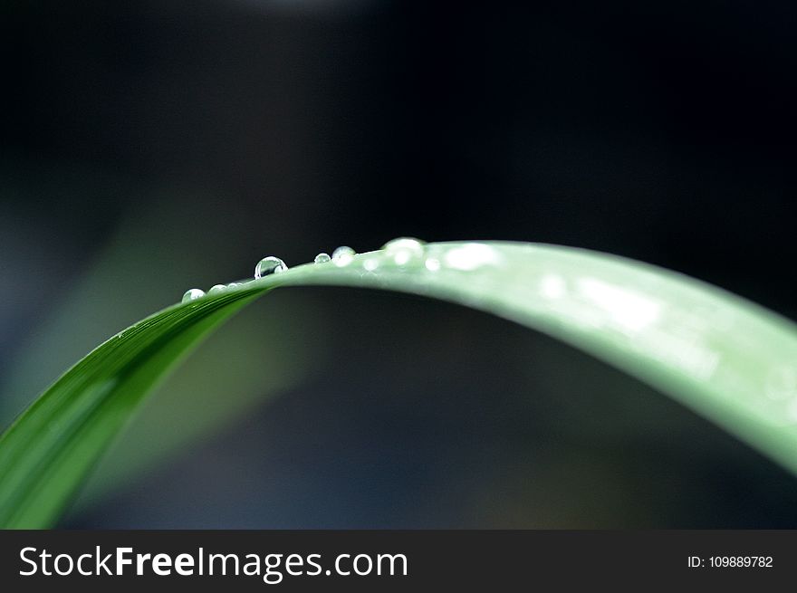 Close-up of Water Drop on Leaf