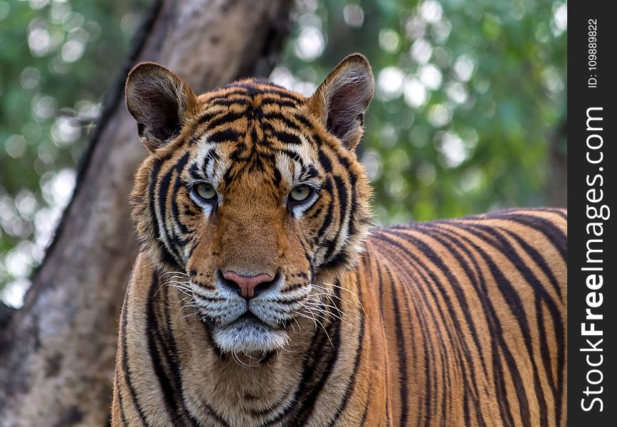 Close-up Portrait of Tiger