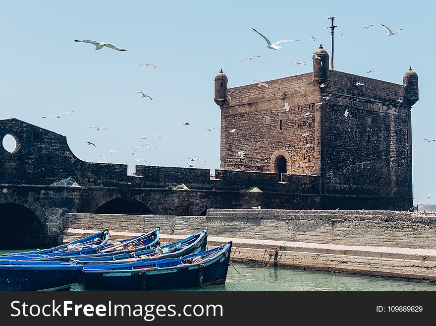 Birds Flying over Water