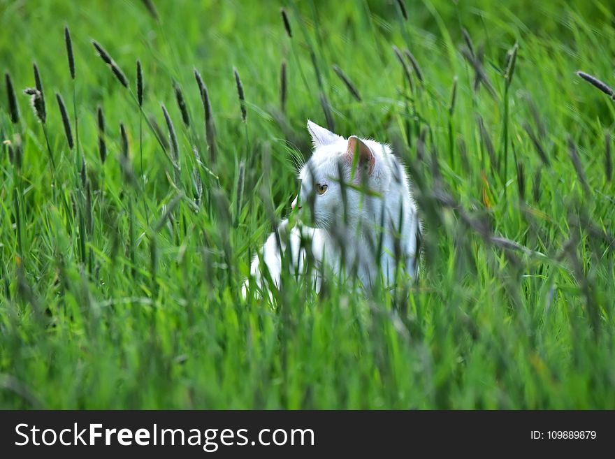 Cat On Field