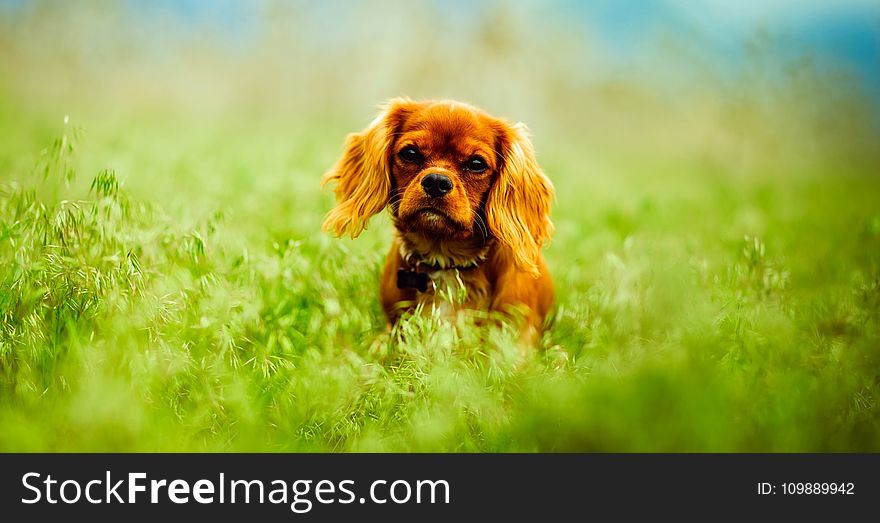 Dog on Grass