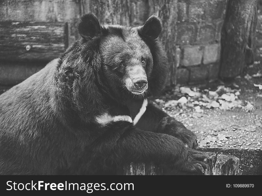 Black and White Photo Of Bear on Wood