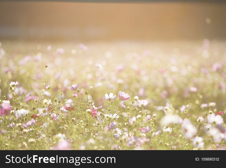 Background, Backlight, Blur