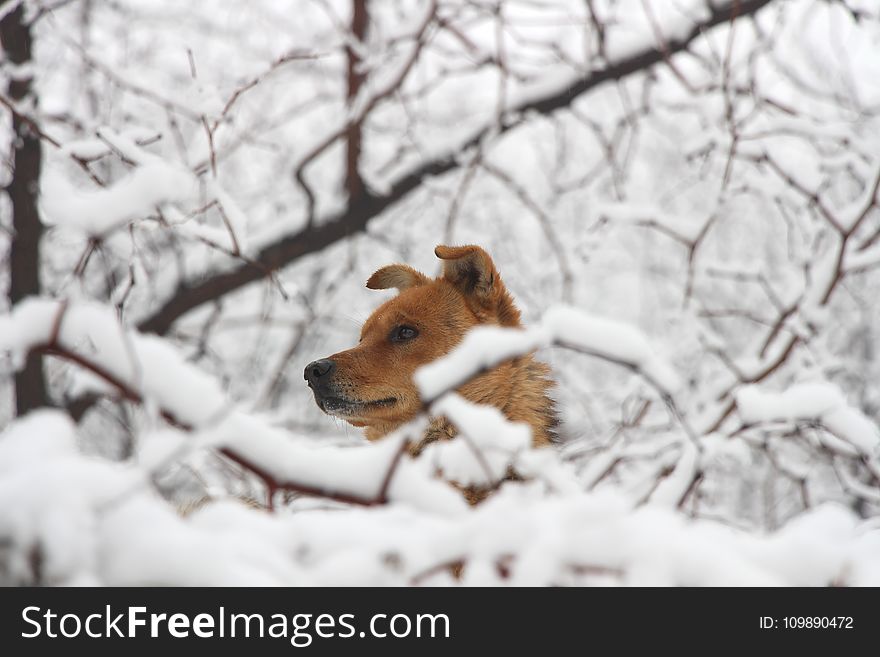 Animal, Cold, Cute