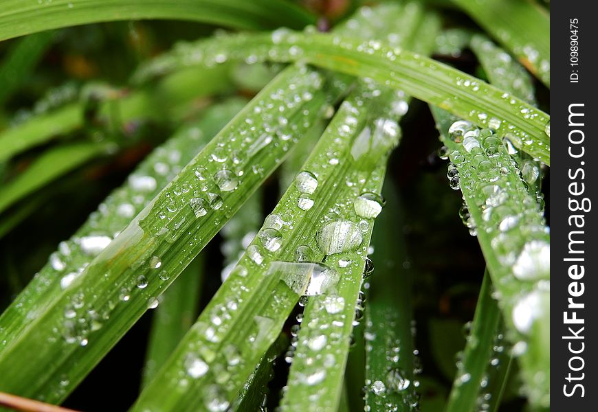 Close-up, Dew, Drop