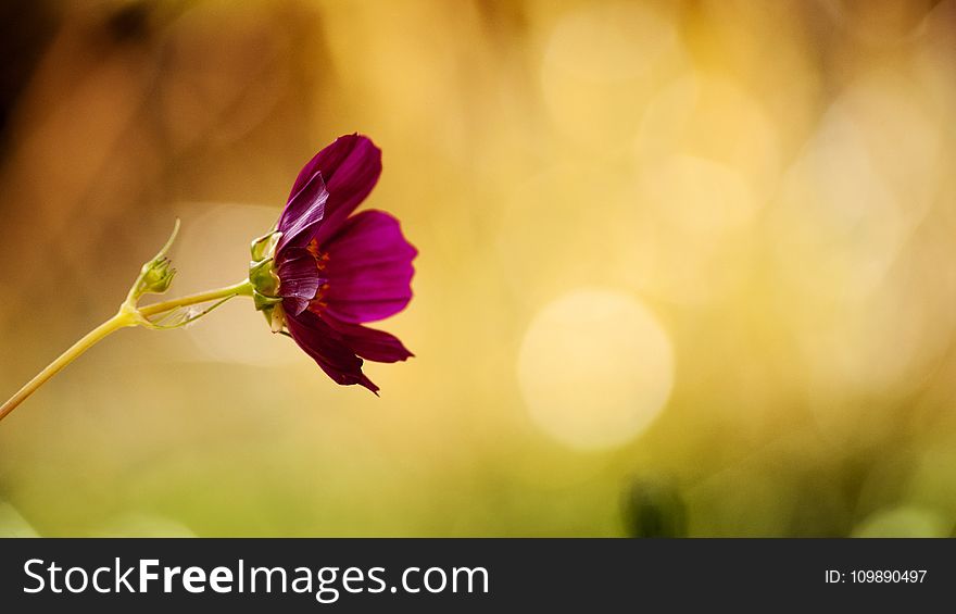 Bloom, Blossom, Cosmos