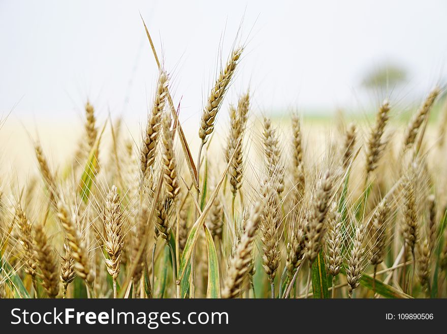 Agriculture, Arable, Barley