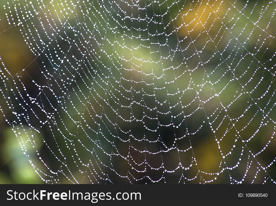Arachnid, Close-up, Cobweb