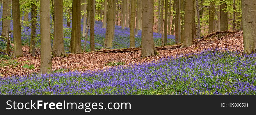 Flora, Flowers, Forest