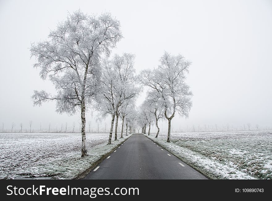 Cold, Countryside, Dawn