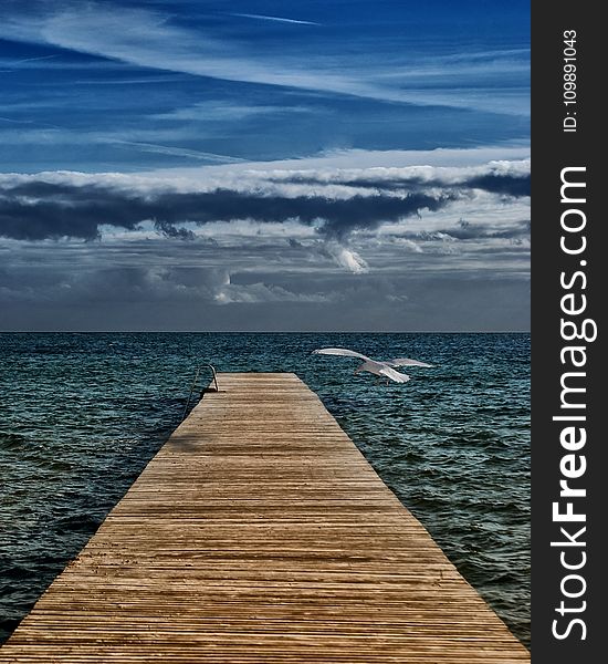 Bird, Blue, Sky