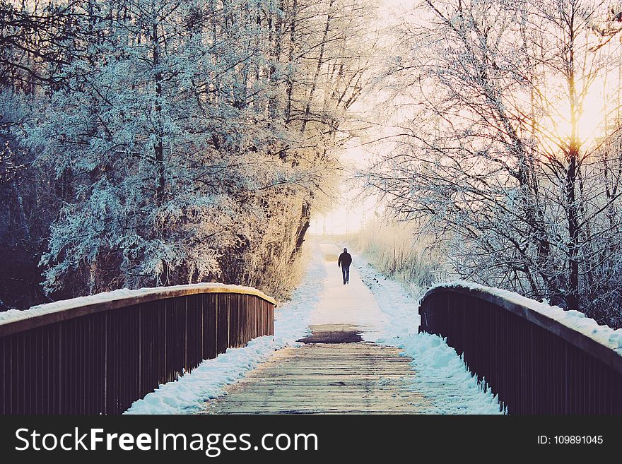 Alone, Branches, Bridge